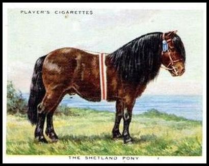 39PTH 23 The Shteland Pony.jpg